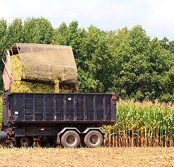 Image showing Rows of corn ready for harvest