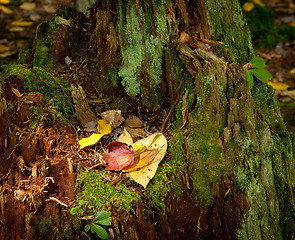 Image showing Fallen leaves on old tree