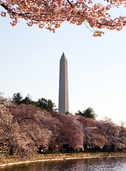 Image showing Cherry Blossom and Washington Monument