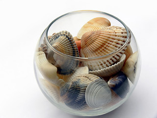 Image showing Seashell