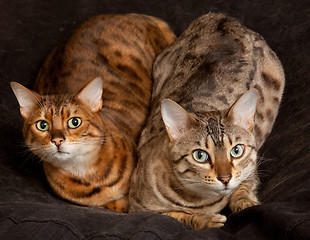 Image showing Pair of Bengal Kittens on seat