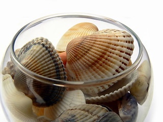 Image showing Seashell