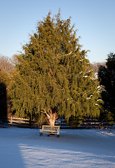 Image showing Bench under large conifer tree