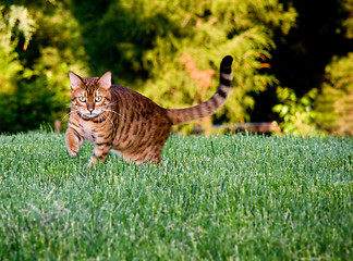 Image showing Orange bengal cat facing camera