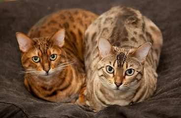 Image showing Pair of Bengal Kittens on seat