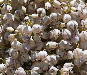 Image showing Mojave Yucca blossoms