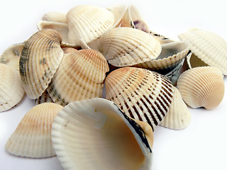 Image showing seashell