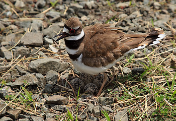 Image showing Close-up of Killdeer bird by nest