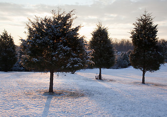 Image showing Trio of snow covered evergreens