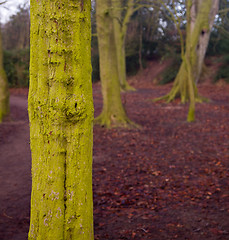 Image showing Close up of green mossy bark on tree