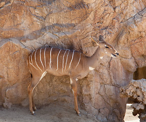 Image showing Kudu antelope with camoflage