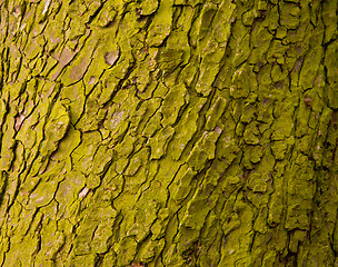 Image showing Close up of green mossy bark on tree