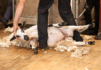 Image showing Sheep shearing at fair