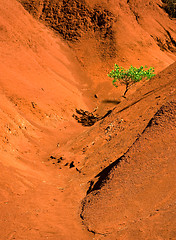 Image showing Lone green tree in red sand valley