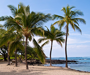 Image showing Palm trees on Hawaiian Beach