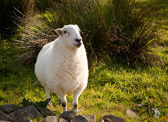 Image showing Welsh lamb in verdant meadow