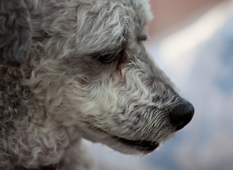 Image showing Close up of nose of old dog