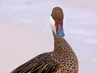 Image showing Bahama duck on sandy beach