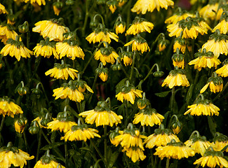 Image showing Wilted Chrysanthemum