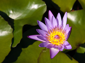 Image showing Close up of water lily