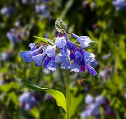 Image showing Close up of bluebells in April