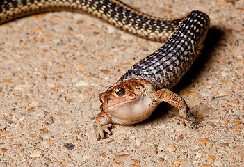 Image showing Gartner snake swallowing toad