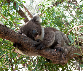 Image showing Koala Bear in tree