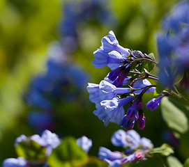 Image showing Close up of bluebells in April
