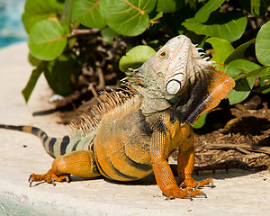 Image showing Iguana mating dance