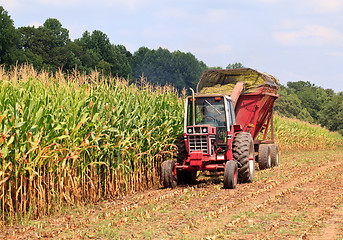 Image showing Rows of corn ready for harvest