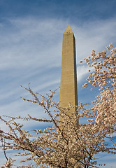 Image showing Washington Monument with a few cherry blossom branches