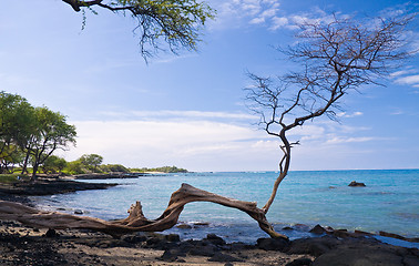 Image showing Gnarled tree frames an ocean bay