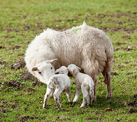 Image showing New born lamb twins with mother