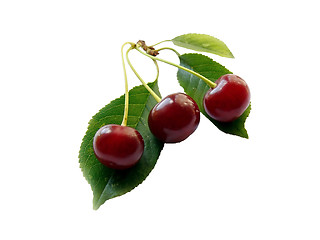 Image showing Cherry