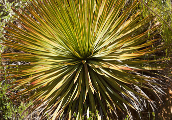 Image showing Century plants cactus in Anza-Borrego desert