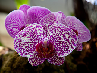 Image showing Violet and white orchid