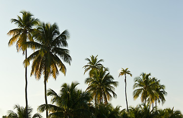 Image showing Sun setting lights palm tree