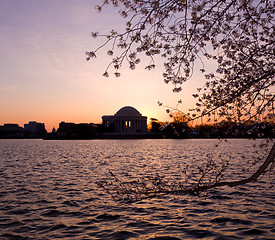 Image showing Cherry Blossom and Jefferson Memorial