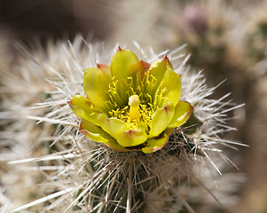 Image showing Barrel Cactus plant in Anza Borrego desert
