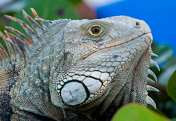 Image showing Eye of Iguana