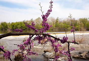 Image showing Close-up of red blossoms by Potomac Dam