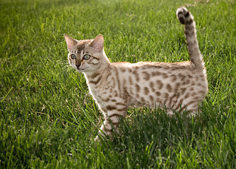 Image showing Young bengal kitten side view