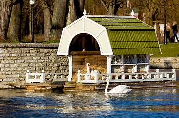 Image showing Swan on nest in Tallinn