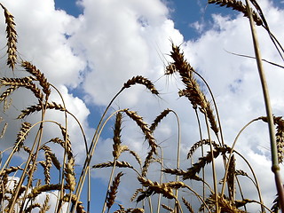 Image showing Harvest  3