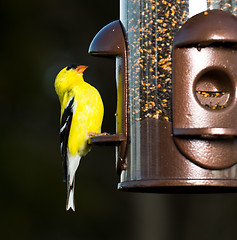 Image showing Goldfinch eating from  bird feeder