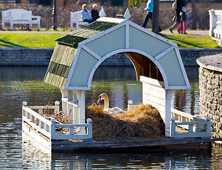 Image showing Swan on nest in Tallinn