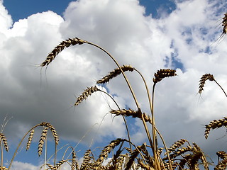 Image showing Harvest  1