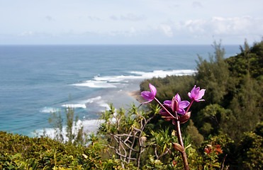 Image showing Purple flower over blurred image of Ke'e beach