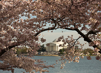 Image showing Jefferson Memorial framed by Cherry Blossom