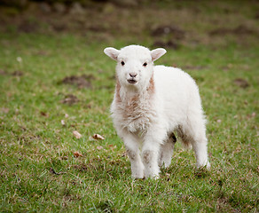 Image showing Single new born lamb